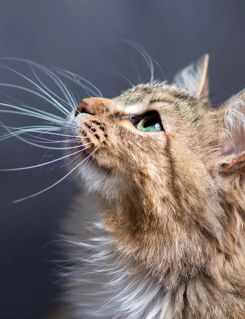 portrait of a beautiful cat
