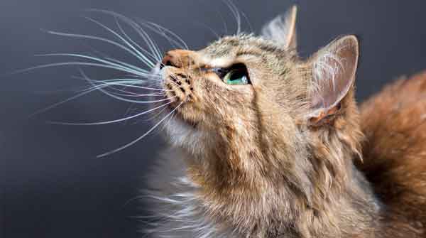 portrait of a beautiful cat