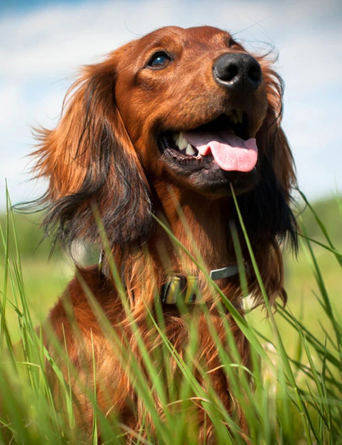 dachshund