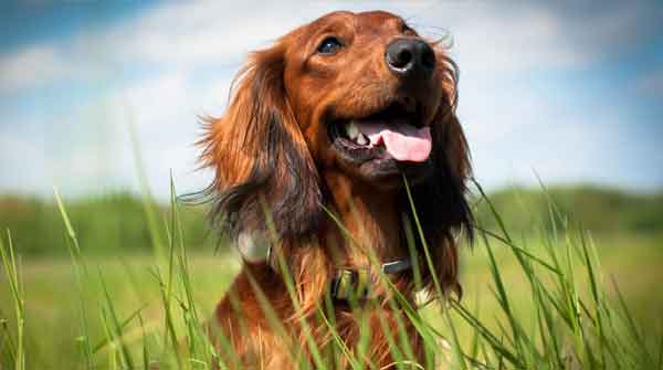 dachshund