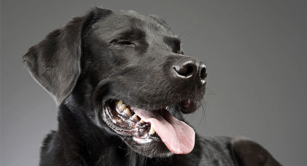 portrait-adorable-mixed-breed-dog-studio