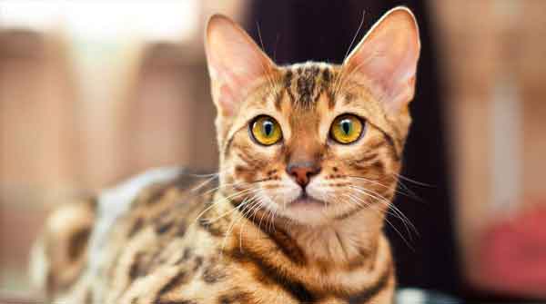 Bengal cat