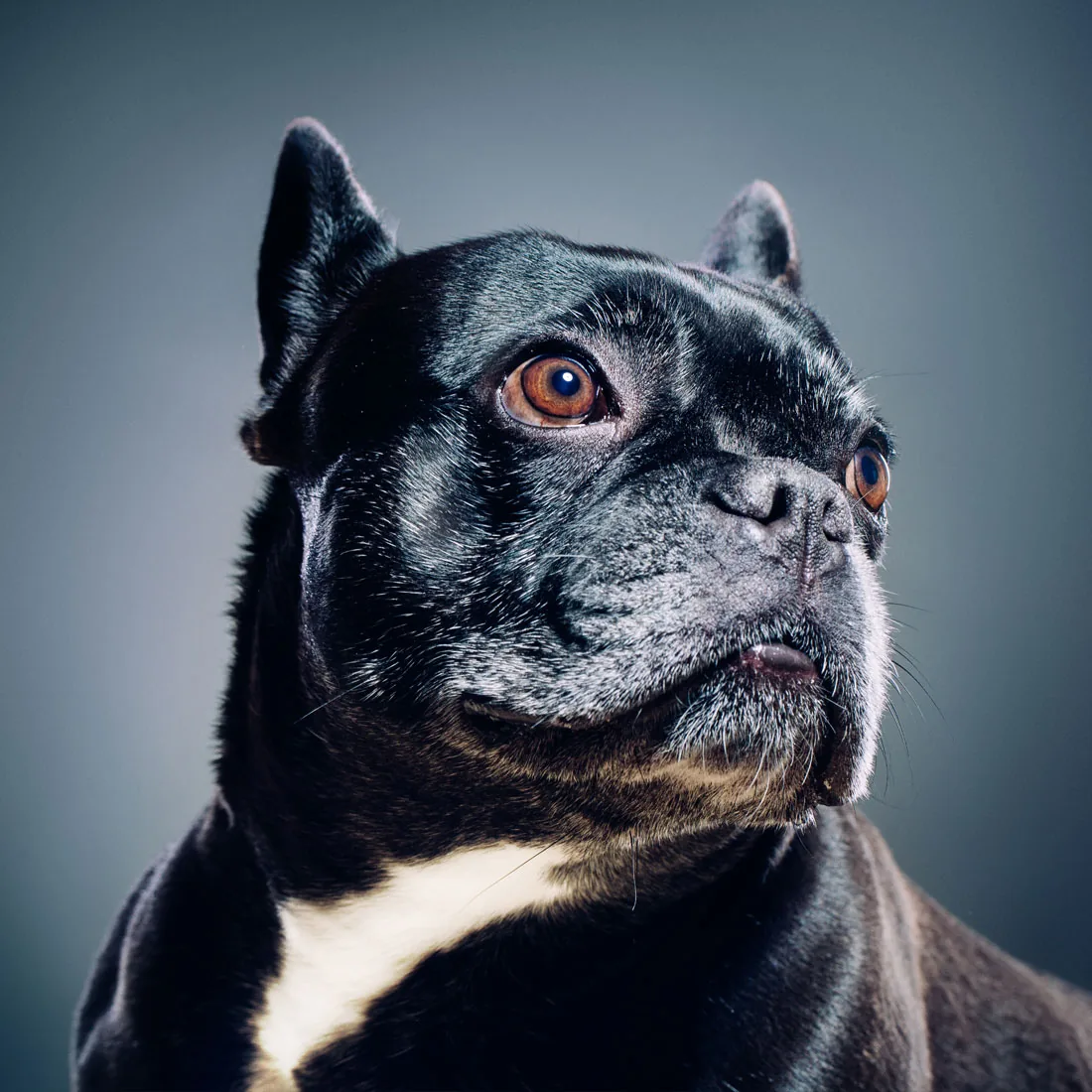 Photo of dog on blue background staring into distance.